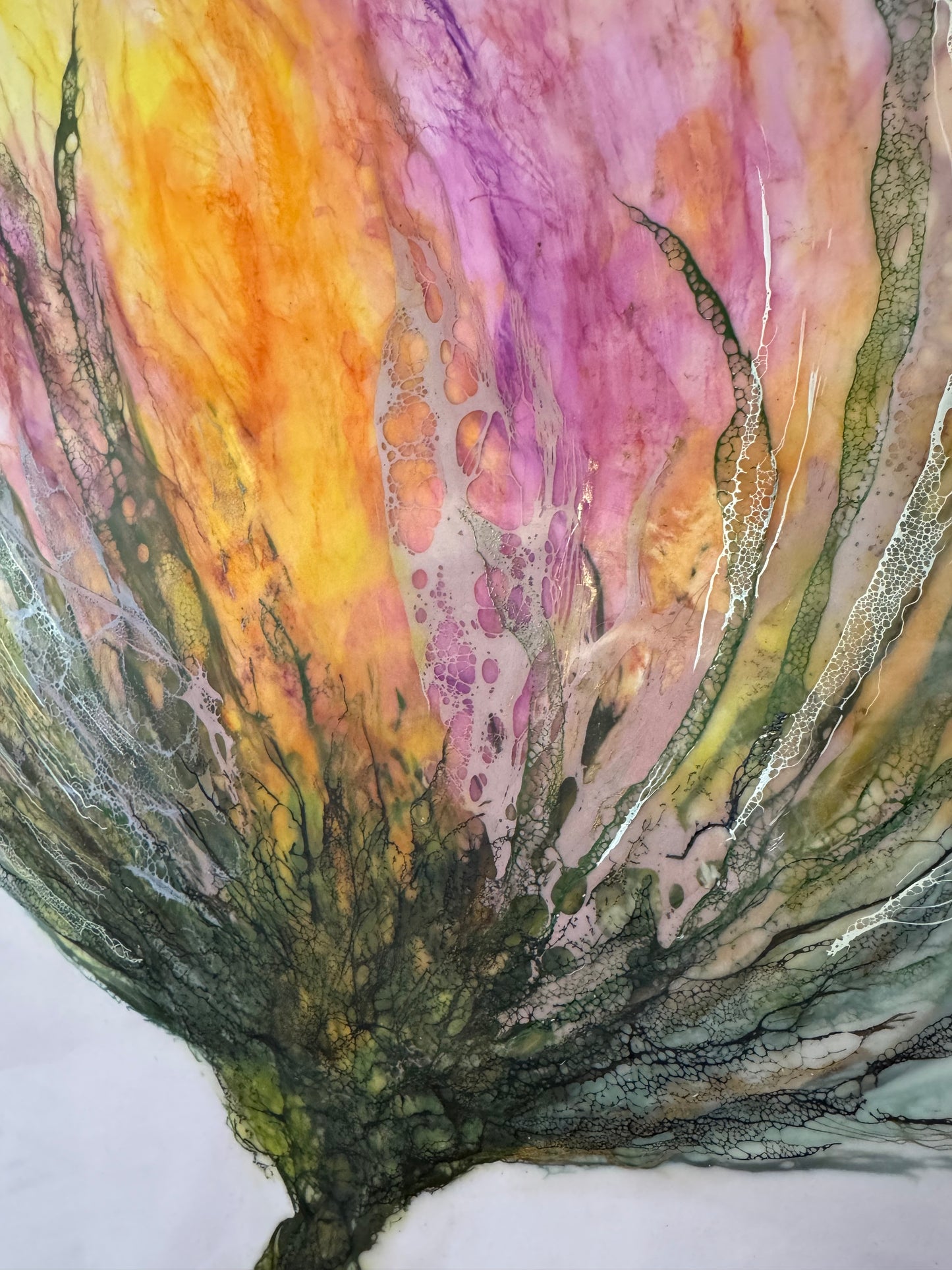 Morning Glory