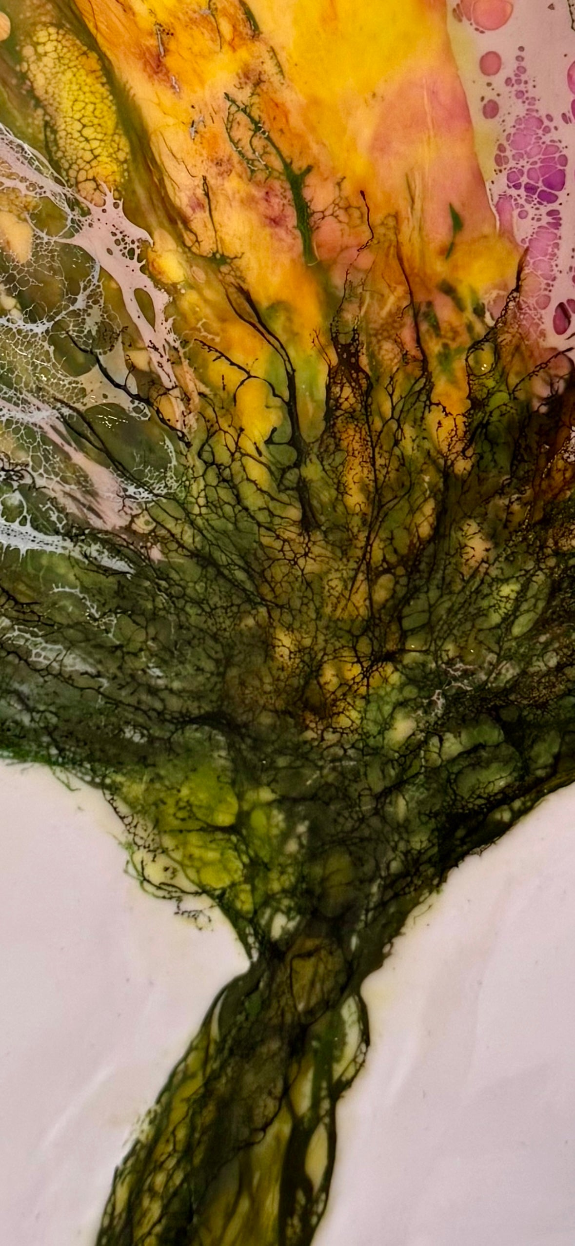 Morning Glory