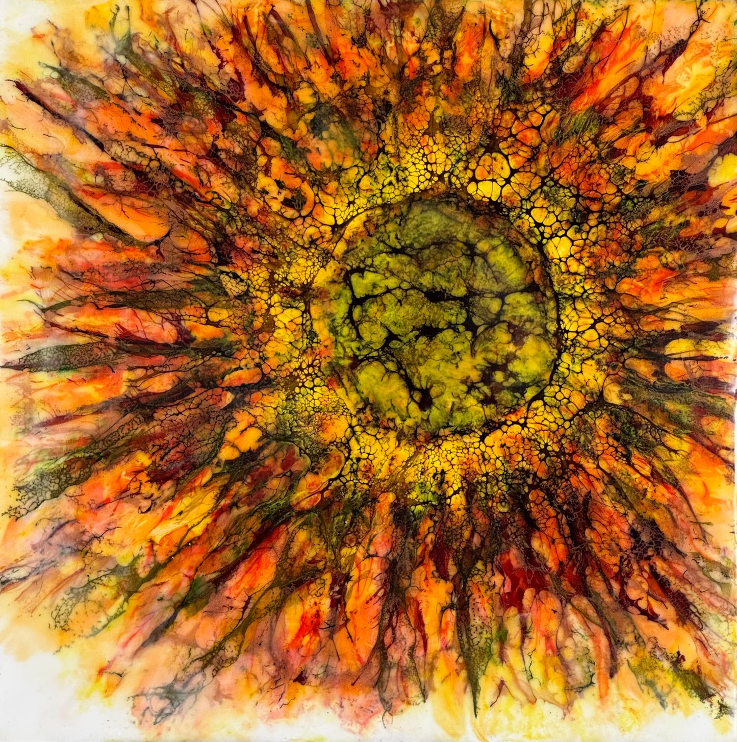 Starflower